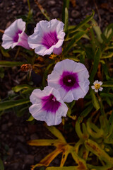 Ipomoea is the largest genus in the plant family Convolvulaceae. It is a large and diverse group, with common names including morning glory, water spinach, sweet potato, bindweed, moonflower, etc.