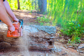 Forestry worker sawing cuts old damaged large tree chainsaw do sanitary pruning