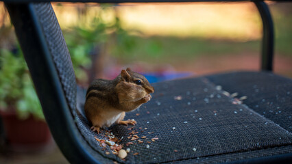 A cute chipmunk is trying to eat peanuts fed by a human. The chipmunk is brave to get closer to the camera. He is so cute when trying to get as much peanut as possible. He is mouthful of peanut