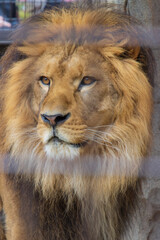 ライオンの顔