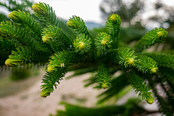 close up of araucaria biramulata plant leaf. conifer species plant from the Araucariacea family. green plant background.