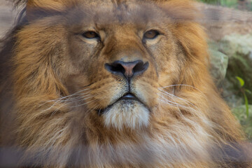 ライオンの顔