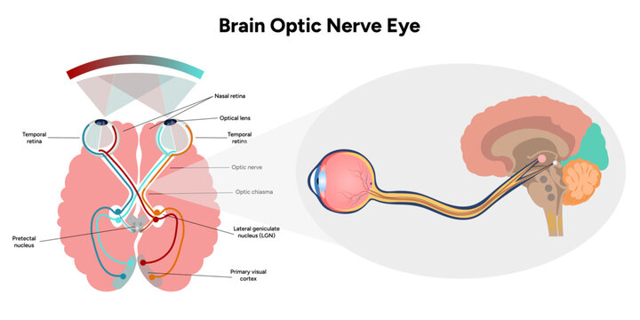 Brain optic nerve eye and eye anatomy	
