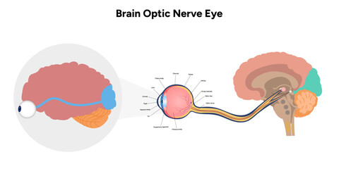 Brain optic nerve eye and eye anatomy	