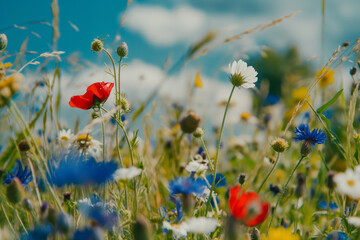 Colorful Wildflower Meadow with Blue Sky and White Clouds in Summer