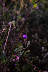 Ageratum conyzoides is an invasive weed in many regions. It is an herb that is 0.5–1 m. high, with ovate leaves 2–6 cm long, and flowers are white to mauve. The plant is growth in dirty areas.