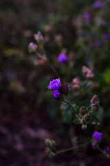 Ageratum conyzoides is an invasive weed in many regions. It is an herb that is 0.5–1 m. high, with ovate leaves 2–6 cm long, and flowers are white to mauve. The plant is growth in dirty areas.