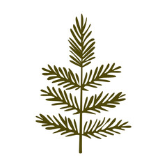 Vector Christmas illustration of spruce sprig Christmas and New Year green coniferous plant image Isolated on white background. 