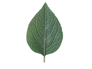 green leaf isolated on white