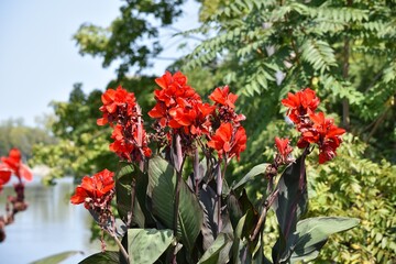 Obraz premium calla lilies plant with red summer flower blooms