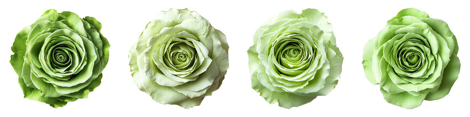Obraz premium Green rose isolated on transparent background. PNG set