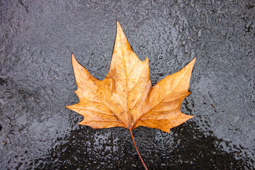 Autumn yellow leaf fall on wet rainy pavement