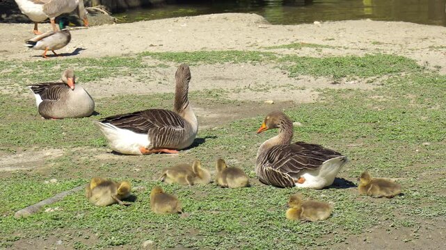 Group of greylag geese with their goslings at Le Marais aux Oiseaux bird park in France
