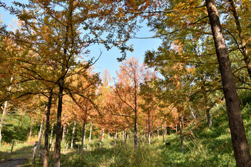 Naklejka premium 秋の公園、カラフルな紅葉、メタセコイアの木々