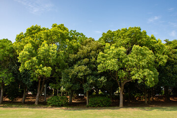 公園の芝と樹木と青空