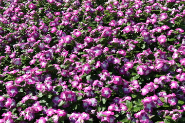 Pink flowers in the park