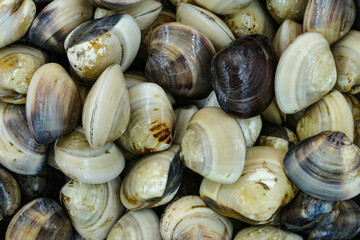 Fresh clams for seafood background