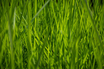 夏の草が綺麗に生え揃う