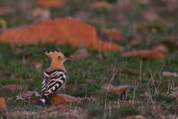 hoopoe © Thomas