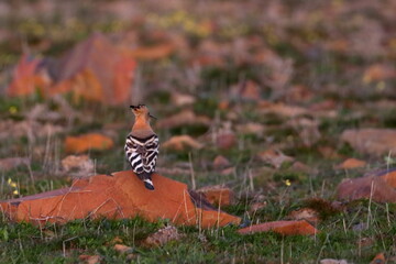 hoopoe