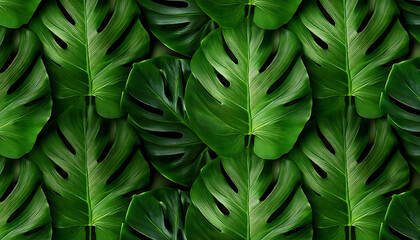 Obraz premium seamless monstera leaf pattern tropical pattern featuring green monstera leaves