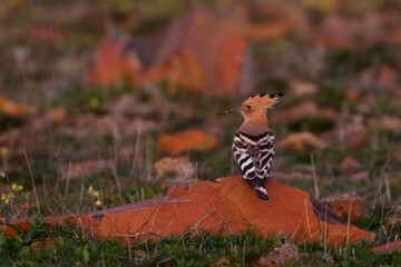 hoopoe © Thomas