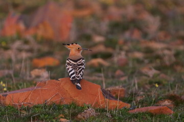 hoopoe