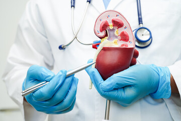 Chronic kidney disease, doctor with model for treatment urinary system, urology, Estimated...
