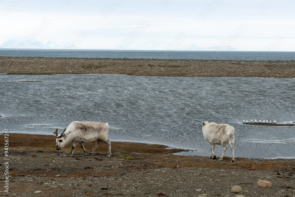 Wall mural Renne du Spitzberg, Renne de Svalbard, Rangifer tarandus platyrhynchus, Spitzberg, Svalbard, Norvège