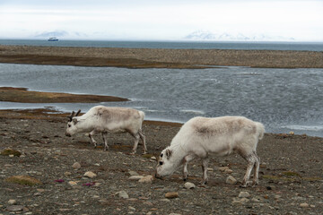 Obraz premium Renne du Spitzberg, Renne de Svalbard, Rangifer tarandus platyrhynchus, Spitzberg, Svalbard, Norvège