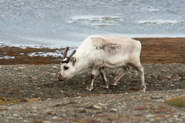 Renne du Spitzberg, Renne de Svalbard, Rangifer tarandus platyrhynchus, Spitzberg, Svalbard, Norvège