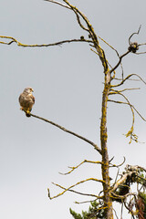 Buse variable,.Buteo buteo, Common Buzzard