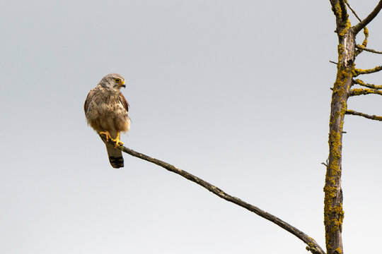 Buse variable,.Buteo buteo, Common Buzzard