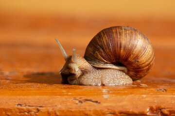A grape snail close-up.