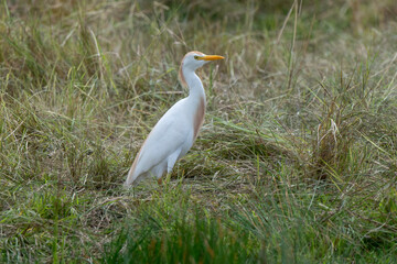 Héron garde boeufs,.Bubulcus ibis, Western Cattle Egret