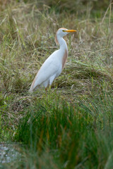 Héron garde boeufs,.Bubulcus ibis, Western Cattle Egret