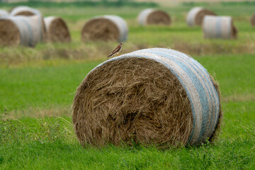 botte de paille, Faucon crécerelle,.Falco tinnunculus, Common Kestrel