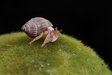 A hermit crab is walking slowly on a rock covered with seaweed. This animal whose habitat is on the edge of a sandy beach has the scientific name Paguroidea sp.
