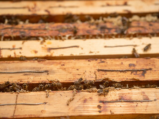 Wooden frames with honey comb inside bee hive. Agriculture and farming industry. Popular hobby and...