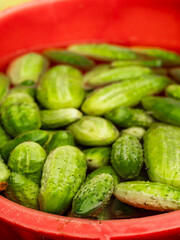 A red bowl filled with fresh green cucumbers in water. The cucumbers are wet and appear to be freshly picked. Natural organic product ready to be marinated for winter. Agriculture and farming.