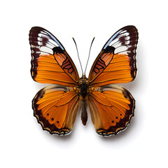 Obraz premium Orange colorful butterfly Danaus Chrysippus Plain Tiger, African Monarch isolated on white background