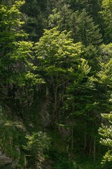 Trees growing right on the rocky terrain, their roots clinging to the stone and sunlight filtering through the bright green leaves.The contrast between rocks and greenery emphasizes the resilience of 