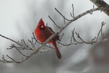 cardinal in the snow