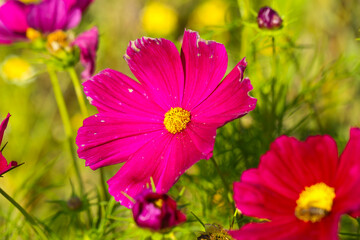Obraz premium cosmos bpinnatus aseraceae in the field, sunny day