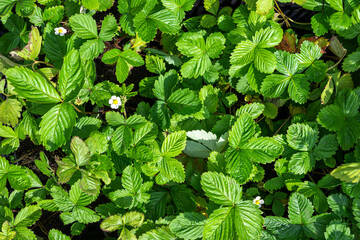 Strawberry seedlings are ready to be planted in the garden.