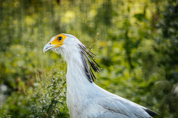 A secretary bird with striking white and black plumage stands tall amidst lush greenery. Its distinctive yellow face and feathered crest are highlighted against the blurred natural background