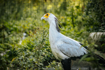 A secretary bird with striking white and black plumage stands tall amidst lush greenery. Its distinctive yellow face and feathered crest are highlighted against the blurred natural background