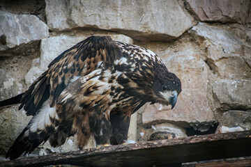 A powerful eagle with detailed brown and white plumage feeds on its prey in a rocky enclosure. The birds sharp talons grasp the prey while its beak tears into the meat