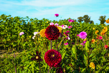 Dahlias, pick-your-own flowers, pick-your-own flower field for a fee