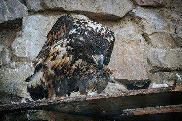 A powerful eagle with detailed brown and white plumage feeds on its prey in a rocky enclosure. The birds sharp talons grasp the prey while its beak tears into the meat